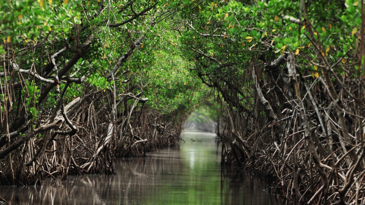 Mangroves