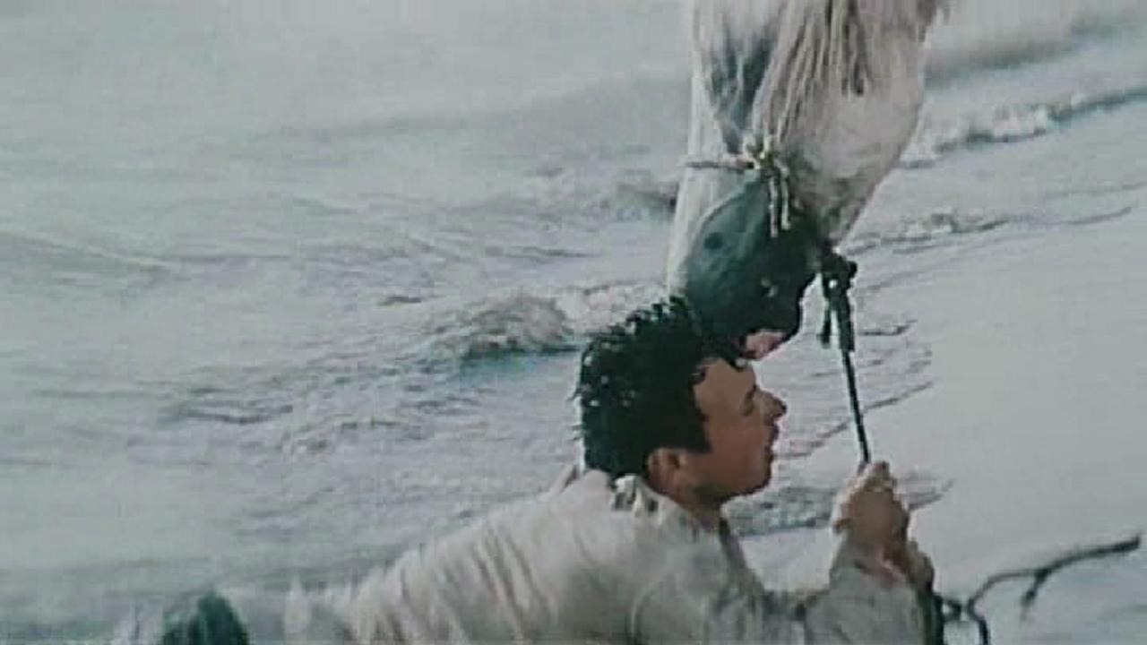 PYLLI I LIRISË