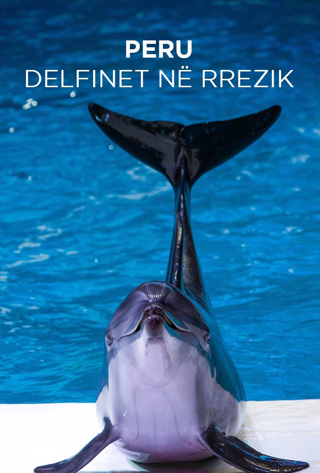 Peru delfinët në rrezik