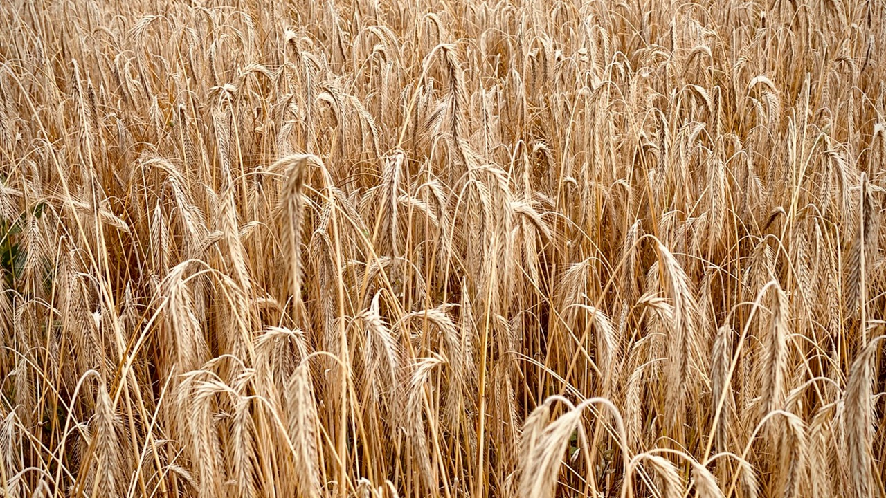 Agroturizmi, pse jo edhe në Tiranë